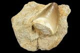 Mosasaur (Prognathodon) Tooth In Rock #70444-1